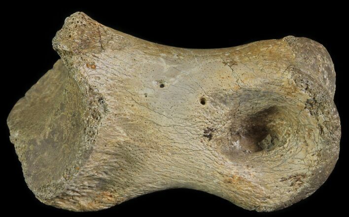 Struthiomimus Toe Bone - Montana #66447